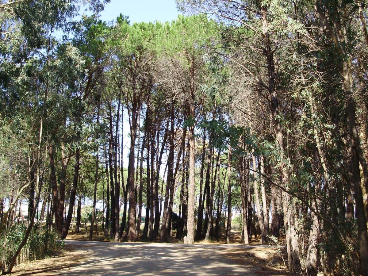 Appartement F1 Calvi A 150 Metres De La Plage Exteriör bild